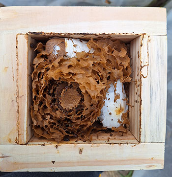 Brazilian Stingless Beehive