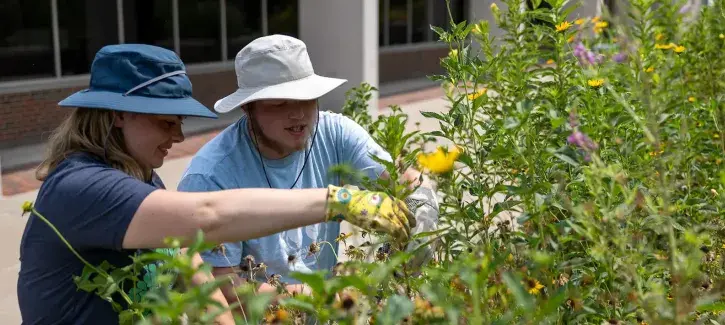 Students cultivating the Pollinator Garden.